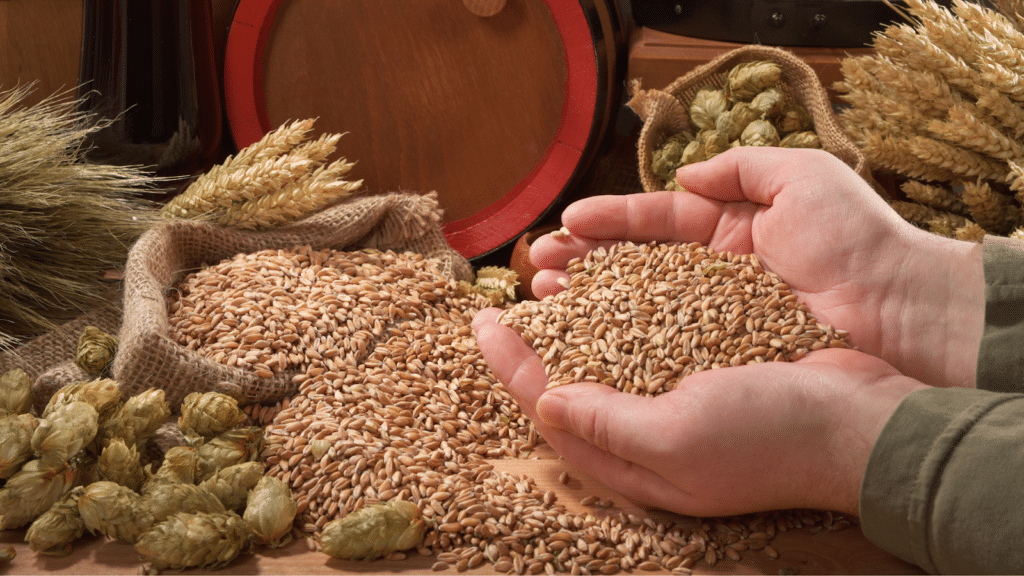 Le malt : Une histoire de germination et de torréfaction