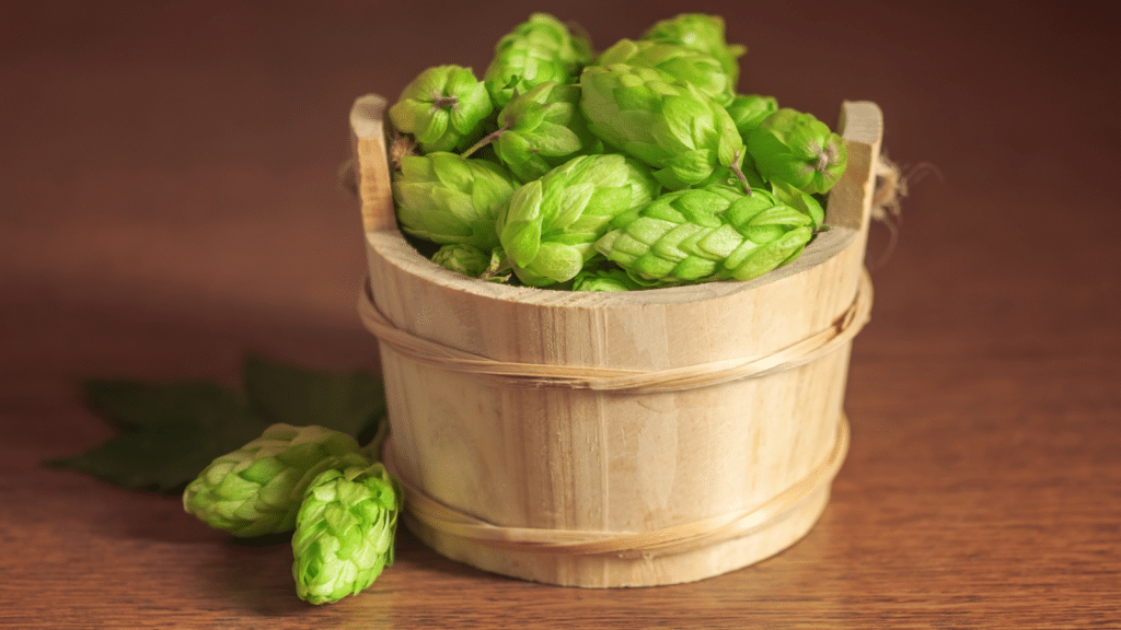Le houblon : Arômes, amertume et conservation